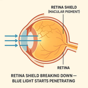 Your Retinal Shield Is Breaking Down